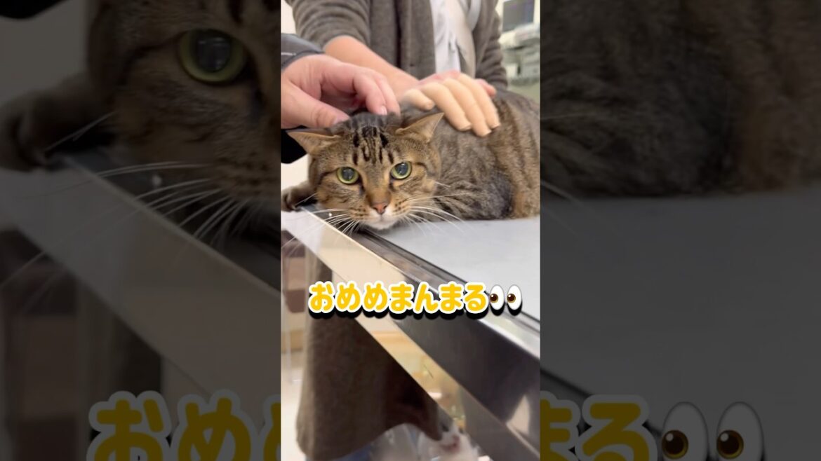 【ドキドキ💓】ワクチン頑張りました💉#ワクチン#猫#動物病院