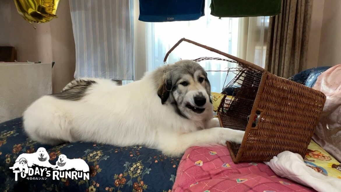 新しいおもちゃ入れのカゴをバキバキに壊してやったベルです　Great Pyrenees　グレートピレニーズ