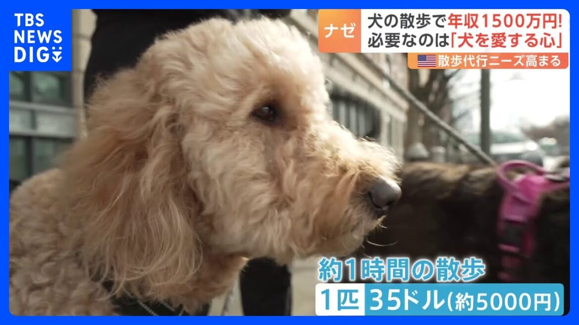 「犬の散歩」で年収1500万円超も　ニューヨークのドッグウォーカー　資格は不要「犬を愛する心」だけ　転機は新型コロナ　ペット飼う人が急増｜TBS NEWS DIG