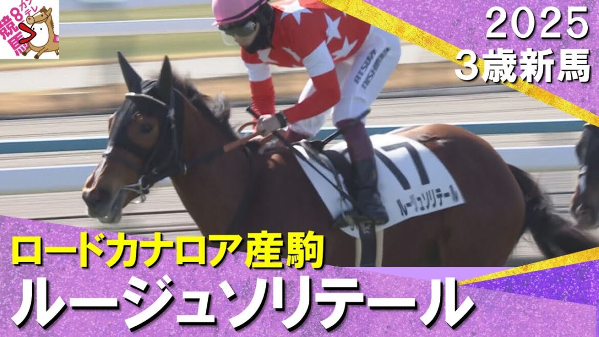ロードカナロア産駒のルージュソリテールが快勝！藤原調教師「桜花賞を目指したい」　2025年2月9日(日)３歳新馬　京都芝1600m　実況：石田一洋【カンテレ公式】