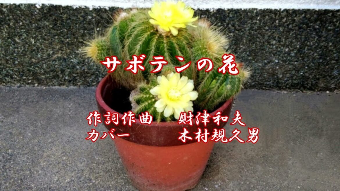 サボテンの花　20250215