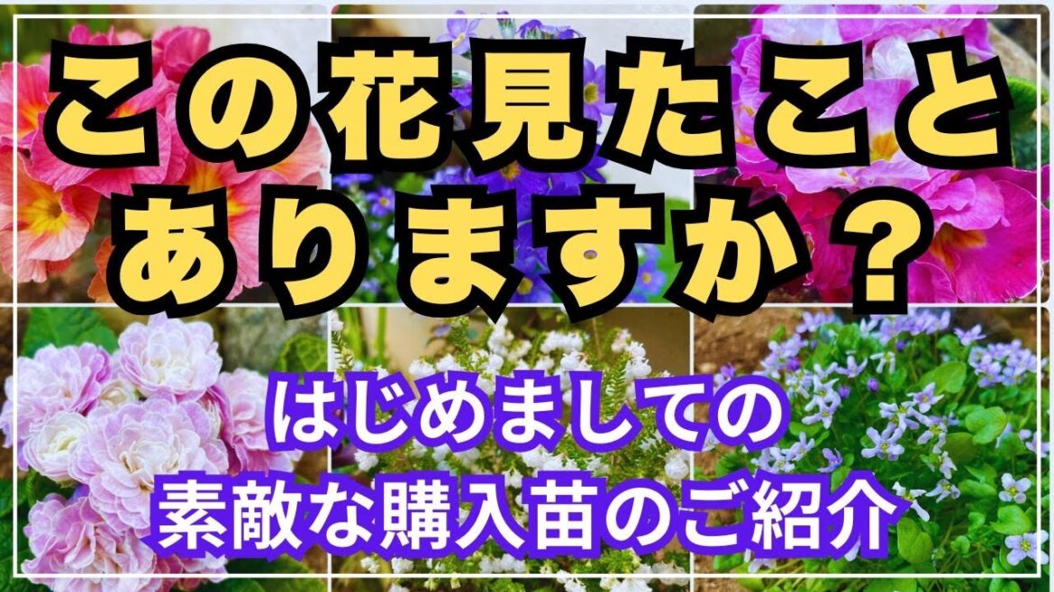 【初めて見る花達】はじめて出会った購入苗達のご紹介と植え付け動画です。