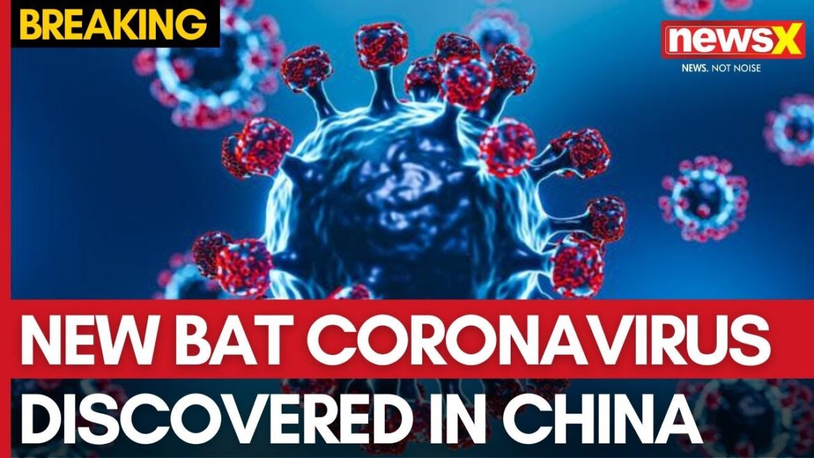 New Bat Coronavirus Discovered in China, Shares Key Traits With COVID-19 | NewsX