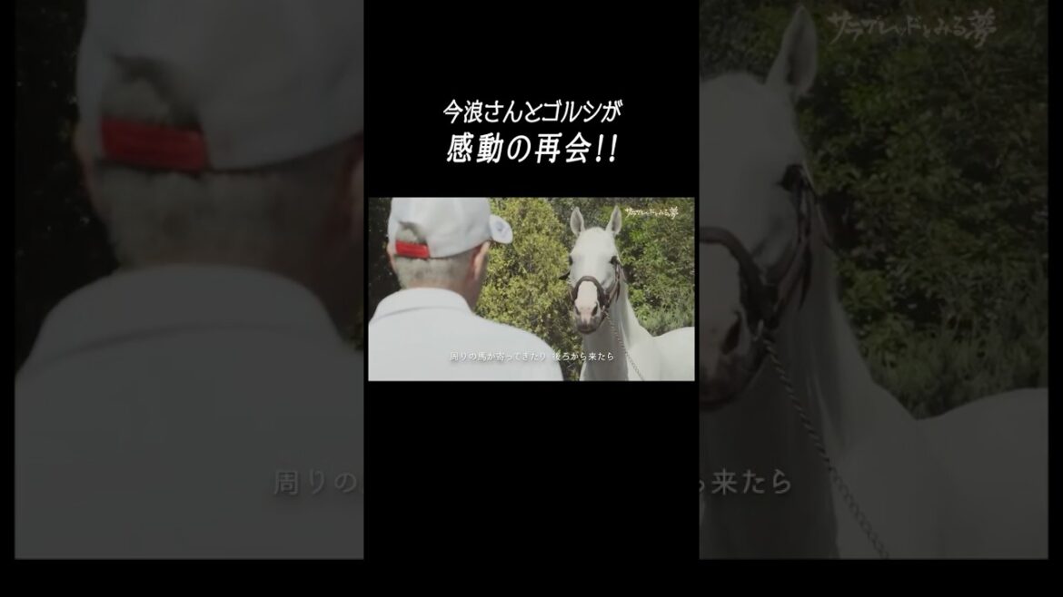 【感動の再会😭】#ゴールドシップ🐴 × #今浪厩務員 #shorts