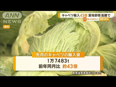 キャベツ輸入43倍 葉物野菜高騰で【知っておきたい!】【グッド!モーニング】(2025年2月28日) キャベツ輸入43倍 葉物野菜高騰で【知っておきたい!】【グッド!モーニング】(2025年2月28日)