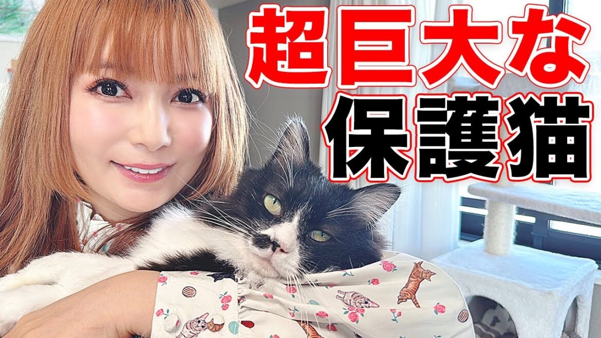 【能登から救出】保護猫が超巨大化！雑種だと思ったら実は…