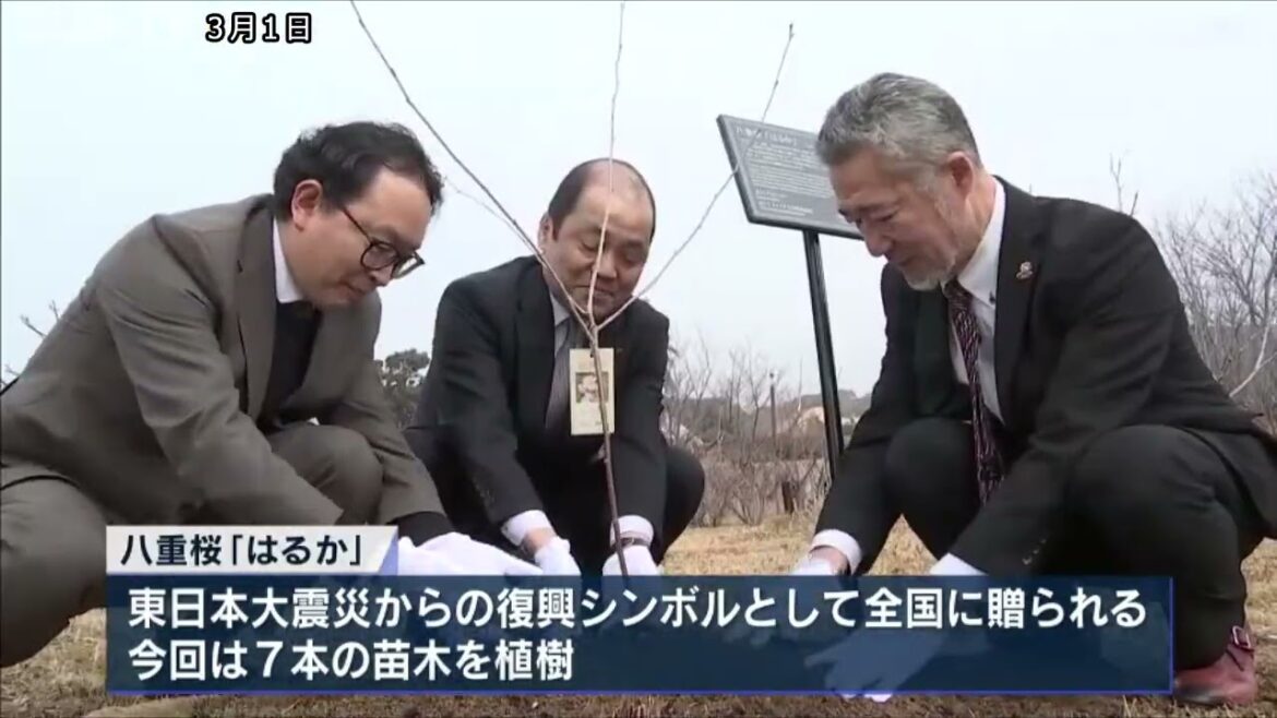 東日本大震災からまもなく14年　福島で育てられたサクラの苗木を淡路に植樹