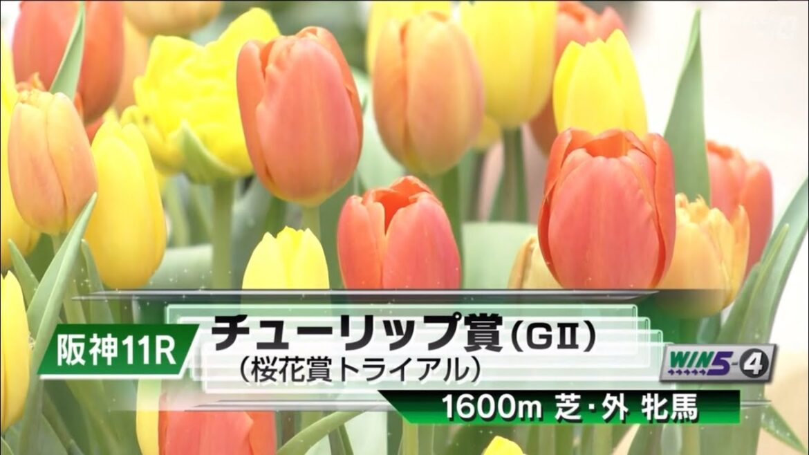阪神11R 第32回チューリップ賞（GⅡ） 〈桜花賞トライアル〉