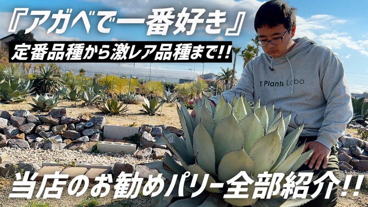 【アガベ】当店がオススメする"パリー"を一挙ご紹介します!!