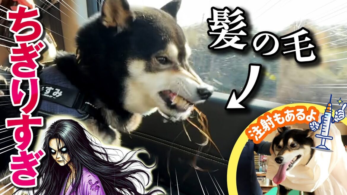 髪の毛を千切りまくる柴犬　ワクチン接種しました