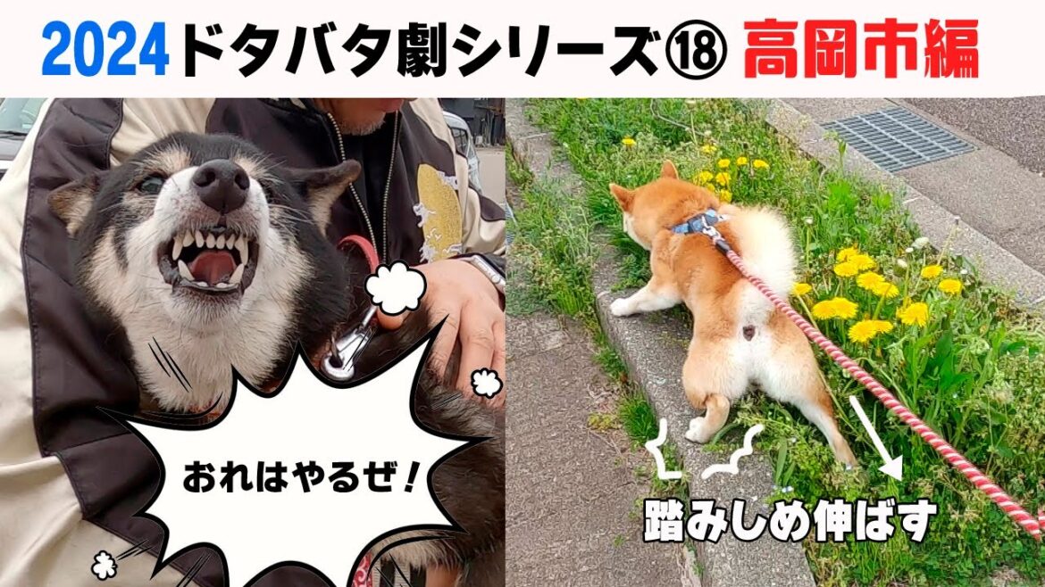 2024狂犬病予防注射会場のドタバタ劇⑱ 高岡市編