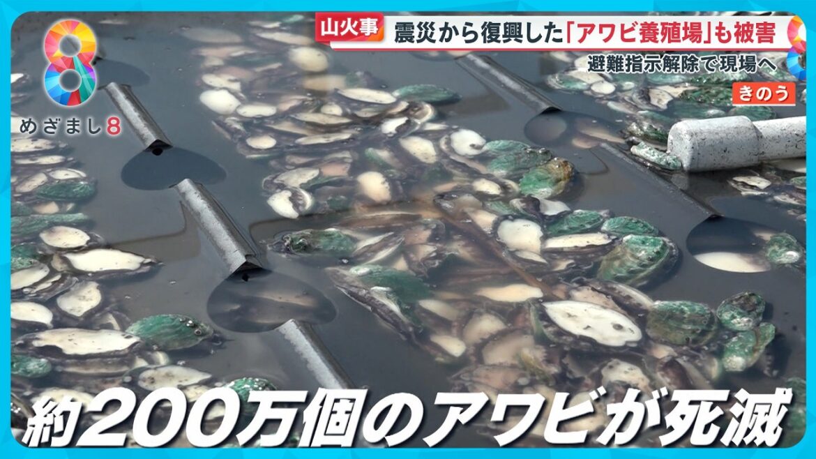 【震災】３.１１被災の大船渡で山火事避難指示解除…｢アワビ養殖場｣も甚大な被害に【めざまし８ニュース】