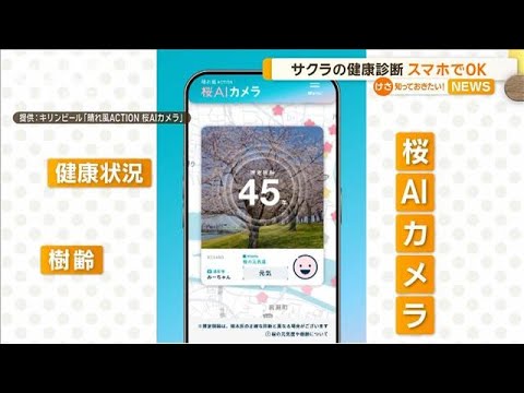 サクラの健康診断 スマホでOK キリンビール【知っておきたい!】【グッド!モーニング】(2025年3月18日) サクラの健康診断 スマホでOK キリンビール【知っておきたい!】【グッド!モーニング】(2025年3月18日)