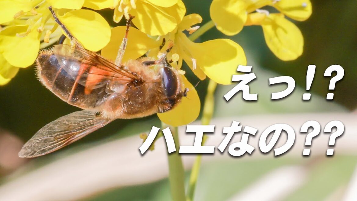 花の蜜が好物なのにハチじゃないの？【ナミハナアブ】