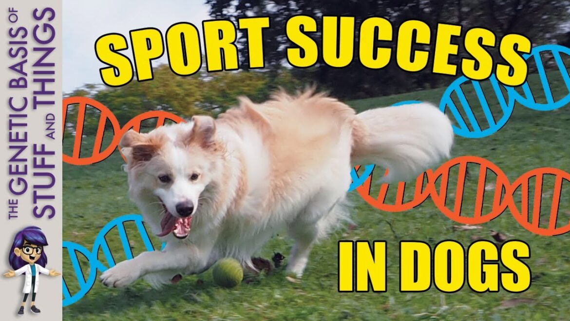 The hidden costs of selective breeding: What’s behind the success in sport-hunting dogs?