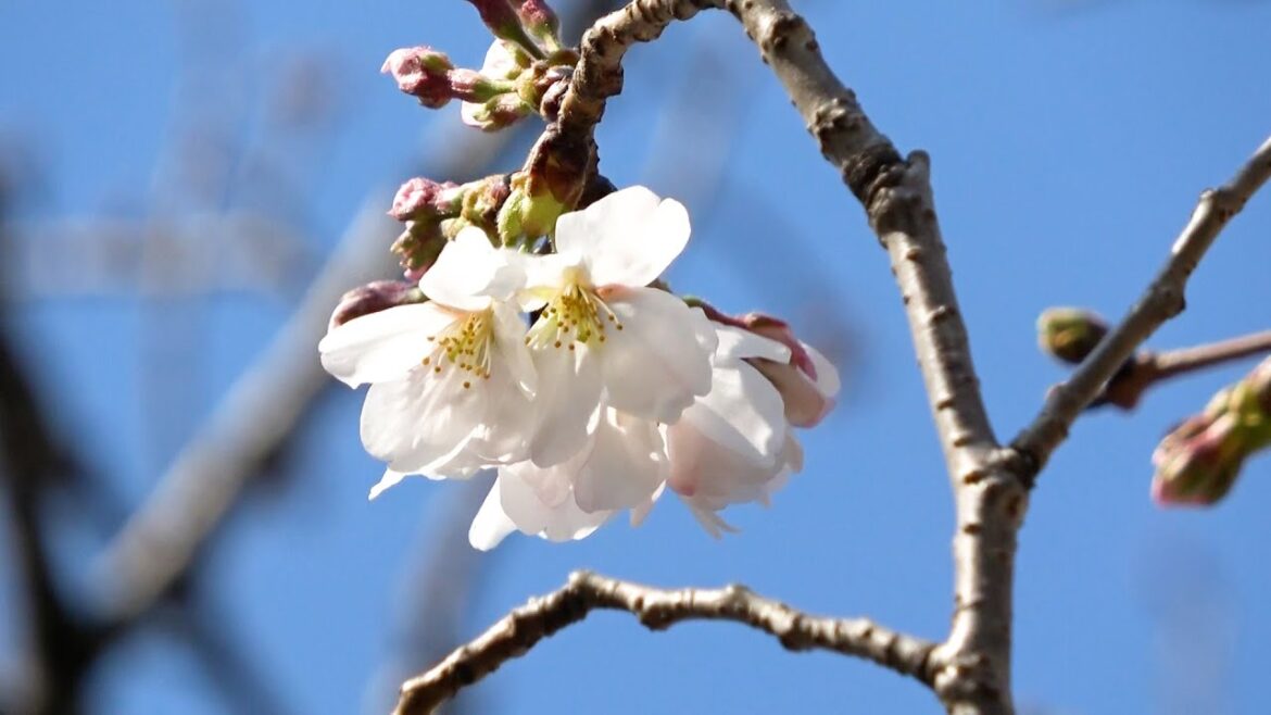 高知、熊本で桜開花　今春全国で最も早く　気象庁