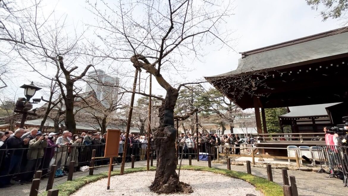 東京・靖国神社で桜開花　昨年より５日早く　気象庁