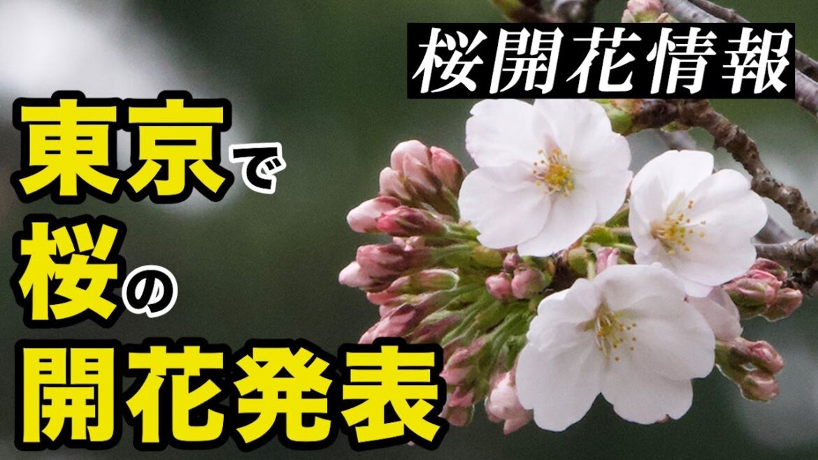 【東京で桜の開花発表】ぴったり平年日での桜開花／昨年より5日早く