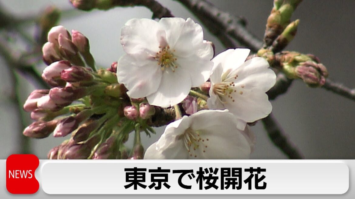 2024年より5日早く　東京で桜開花