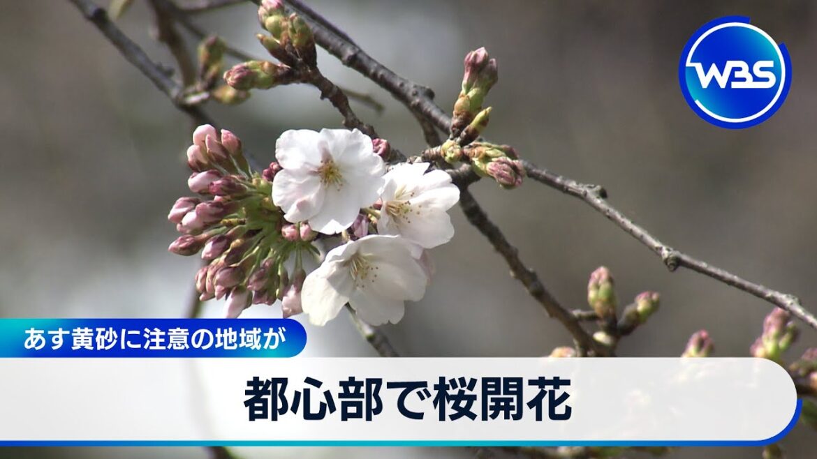 都心部で桜開花…一方で25日 黄砂に注意の地域が【WBS】