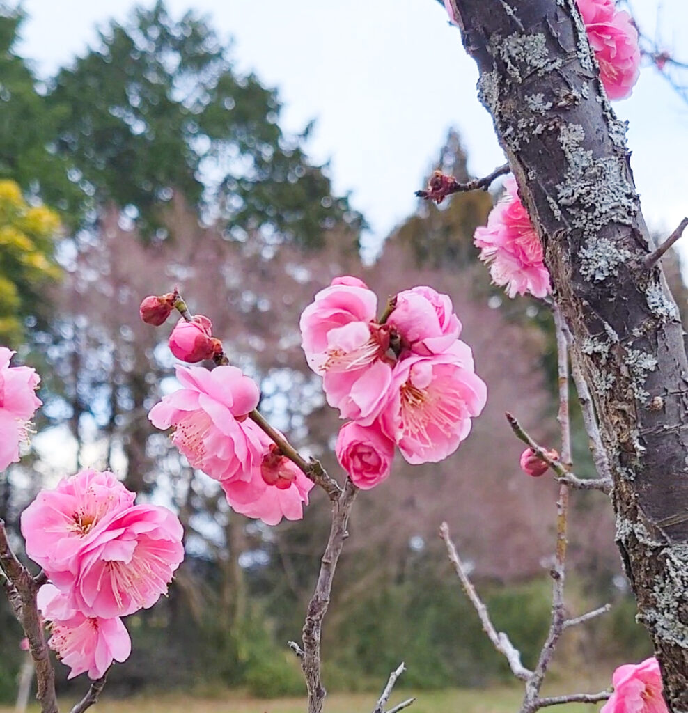 春の訪れ「尾高城跡梅園」梅の花が咲き始めました | 鳥取マガジン