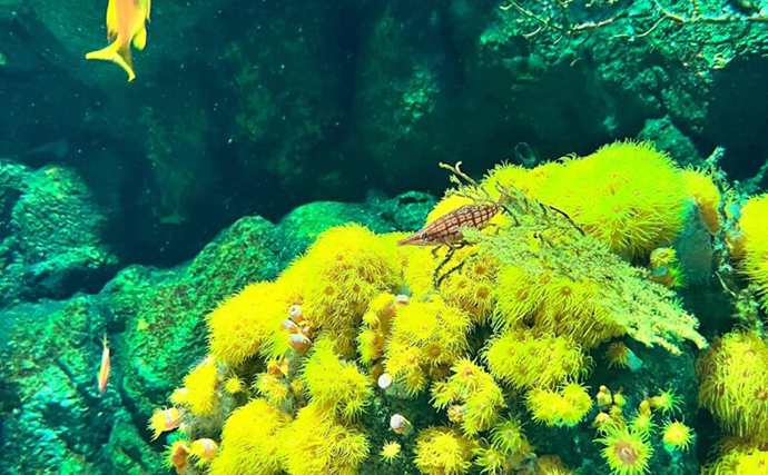 台湾の都市型水族館『Xpark』に行ってみたら「タピオカみたいなクラゲ」に心奪われた