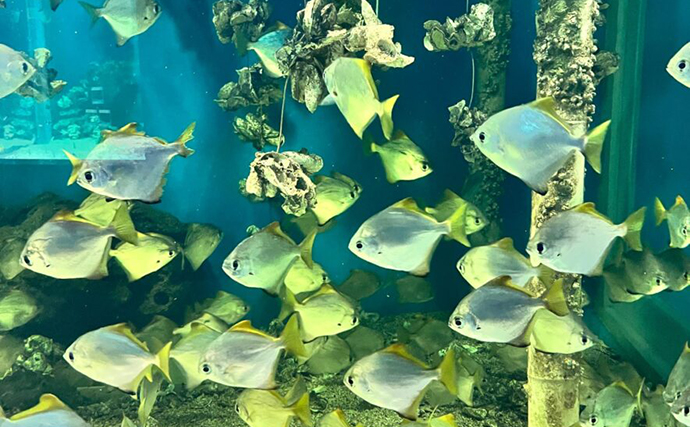 台湾の都市型水族館『Xpark』に行ってみたら「タピオカみたいなクラゲ」に心奪われた