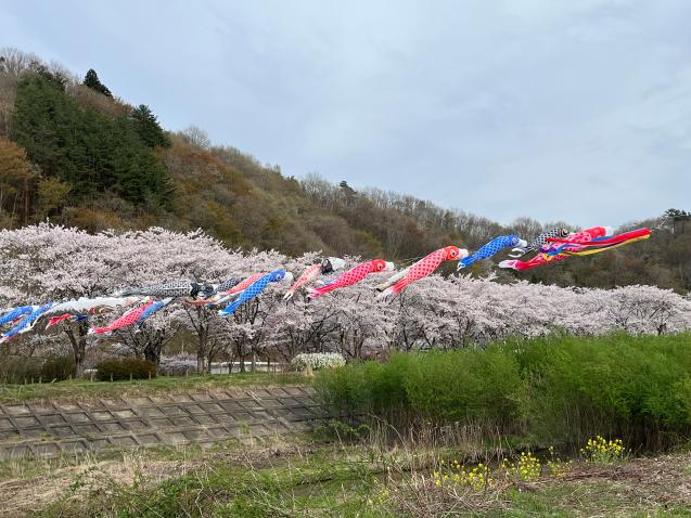 奥に桜並木がみえ、その前にたくさんのこいのぼりが泳いでいる風景写真