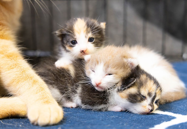 外で多頭飼育されていた親子猫