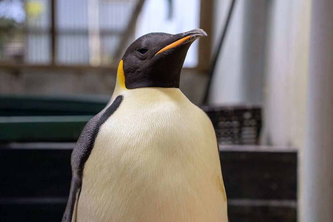 コウテイペンギンをオーストラリアで発見、初、専門家の見解は | ナショナル ジオグラフィック日本版サイト