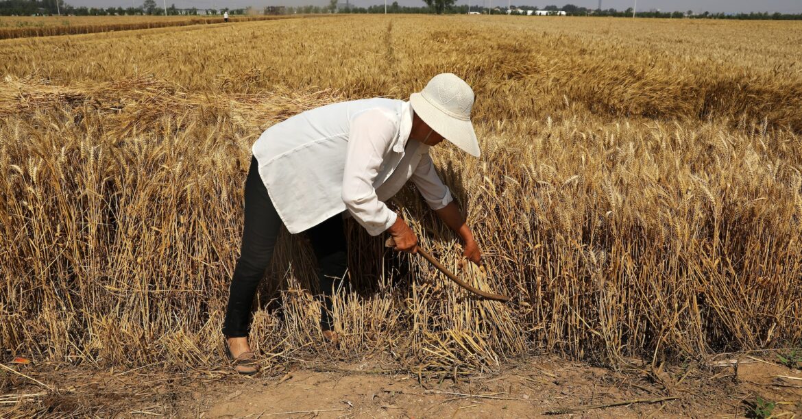 中国「農業強国」10カ年計画、35年までに安定した食糧供給確保へ | ロイター 中国「農業強国」10カ年計画、35年までに安定した食糧供給確保へ | ロイター