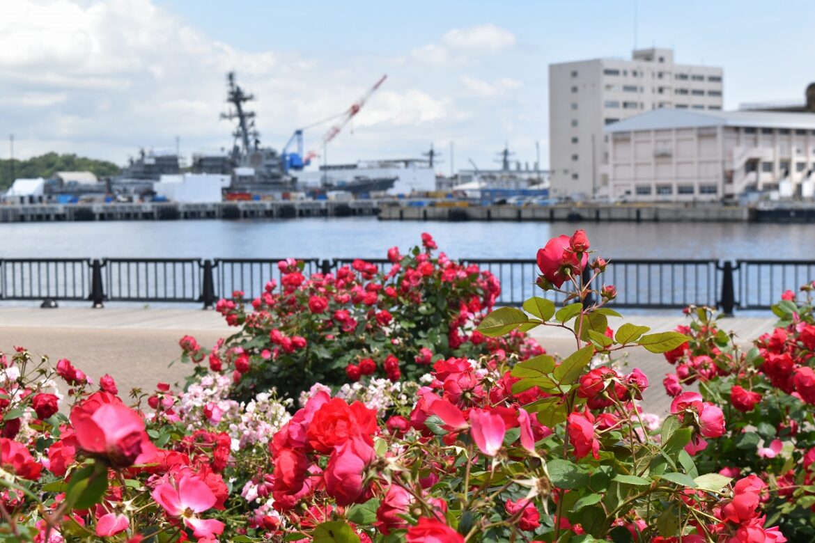 横須賀市ヴェルニー公園で「春バラ」が続々と開花。フランス式庭園にフォトスポットも - デジカメ Watch