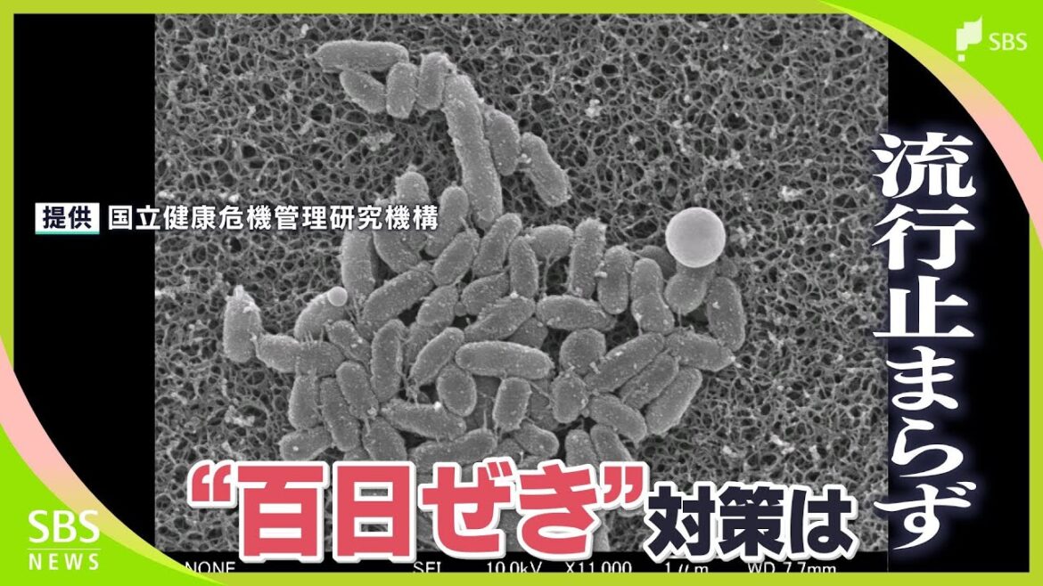 患者数は3週連続で過去最多「小さい子どもは症状が非常に強くなる」“百日ぜき”の流行止まらず 対策は…ワクチン、早期受診、マスク=静岡 患者数は3週連続で過去最多「小さい子どもは症状が非常に強くなる」“百日ぜき”の流行止まらず 対策は…ワクチン、早期受診、マスク=静岡