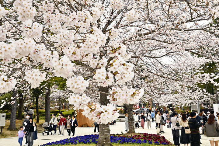 県内ぽかぽか、花見日和 にぎわう開成山公園:福島ニュース – 福島民友新聞社 県内ぽかぽか、花見日和 にぎわう開成山公園:福島ニュース - 福島民友新聞社