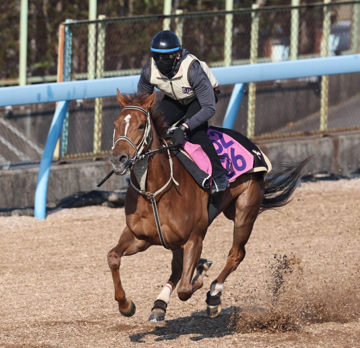 馬トク激走馬に算出されたコートアリシアン（カメラ・荒牧　徹）
