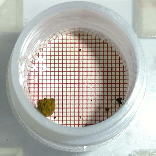 回収デブリ重さ0.2グラム 福島第1原発2号機、2回目取り出し:震災関連 – 福島民友新聞社 回収デブリ重さ0.2グラム 福島第1原発2号機、2回目取り出し:震災関連 - 福島民友新聞社