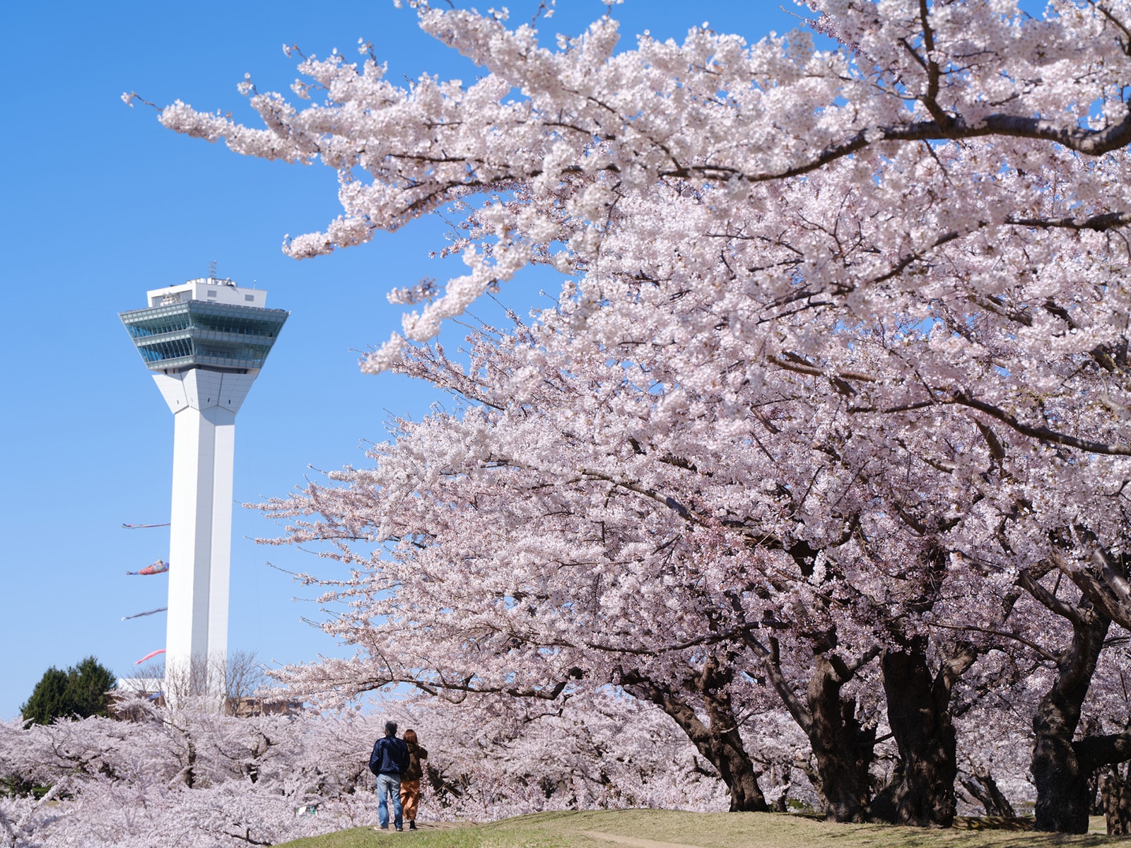 北海道で人気の「桜の名所」ランキング