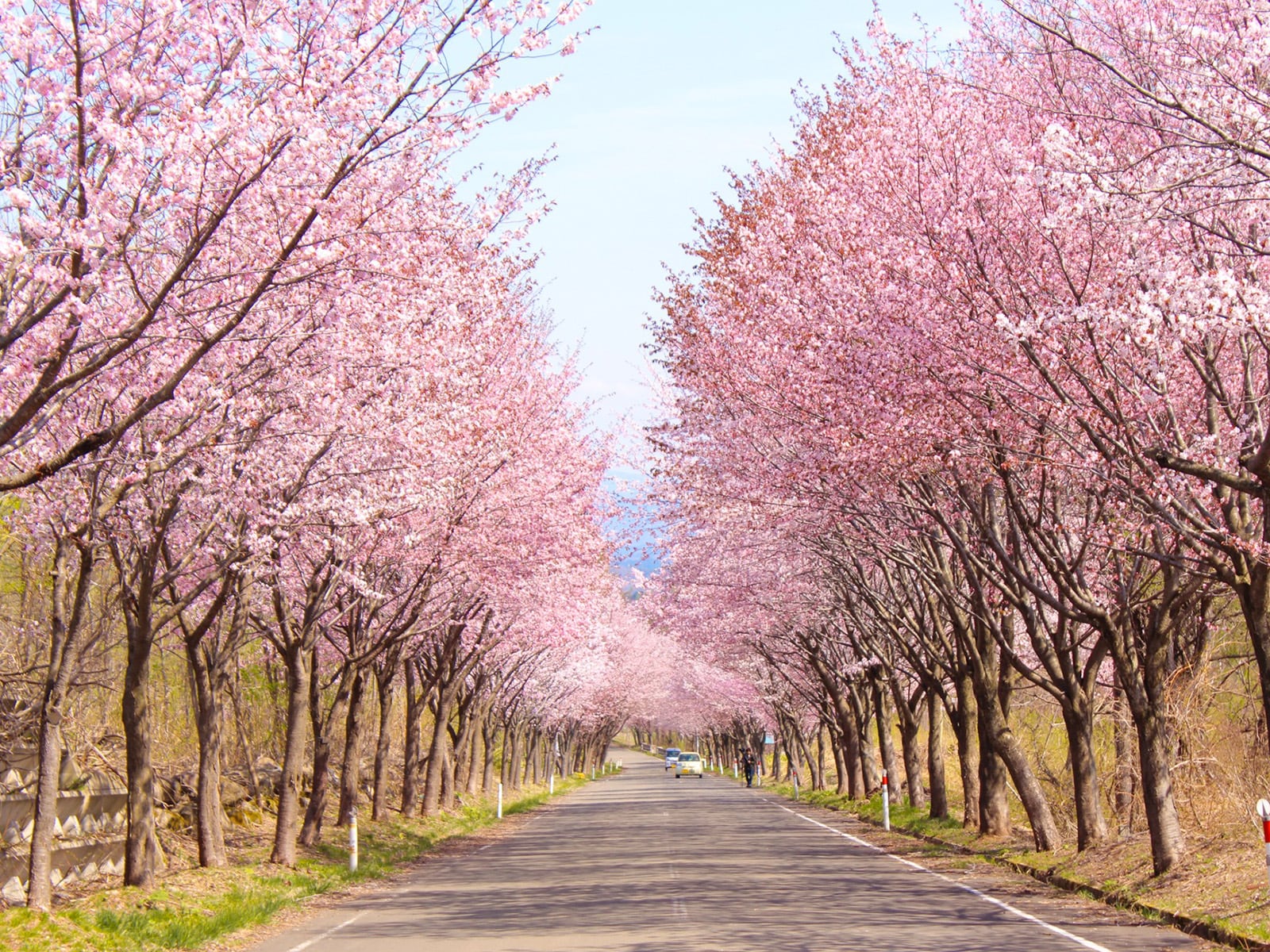 青森で人気の「桜の名所」ランキング