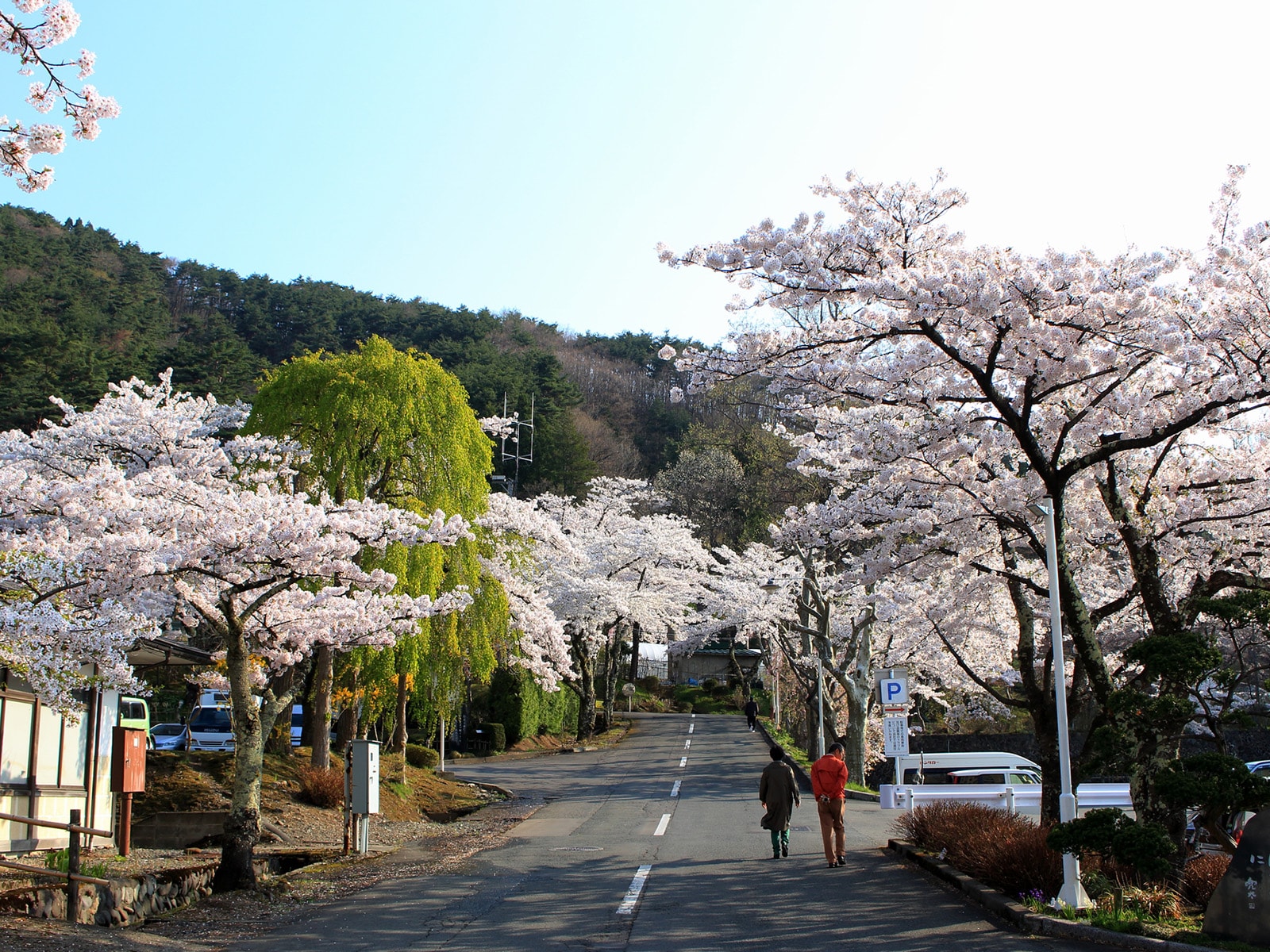 岩手で人気の「桜の名所」ランキング