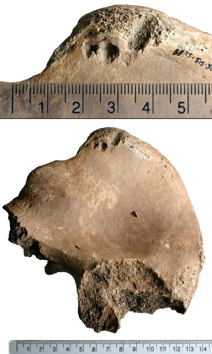 研究者らは骨盤の痕跡のスキャンを作成して分析。様々な肉食動物の噛み痕と比較しネコ科の大型動物、恐らくライオンに由来するものだとの見解を示す/PLOS One
