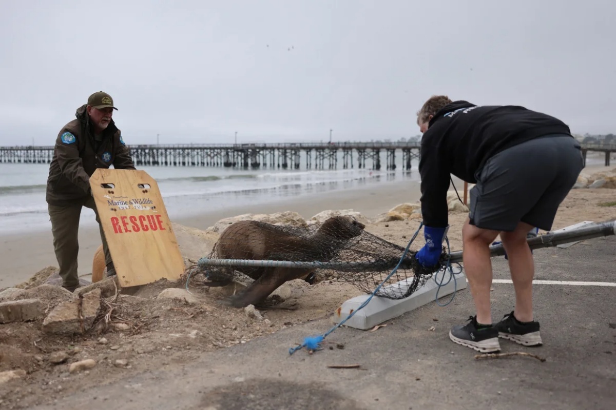 ボランティアの人々がアシカを保護している＝３月２５日、カリフォルニア州サンタバーバラ/David Swanson/AFP/Getty Images