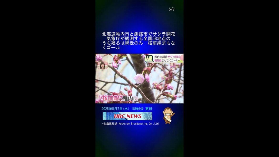 北海道稚内市と釧路市でサクラ開花　気象庁が観測する全国58地点のうち残るは網走のみ　桜前線まもなくゴール #Shorts