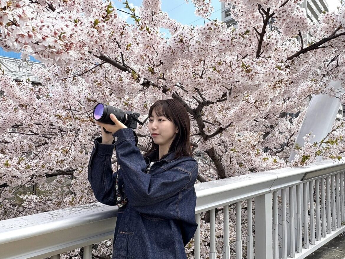 SODANE - 札幌には桜の名所がいっぱい！市内各地で桜さんぽ　桜吹雪が風に舞う
