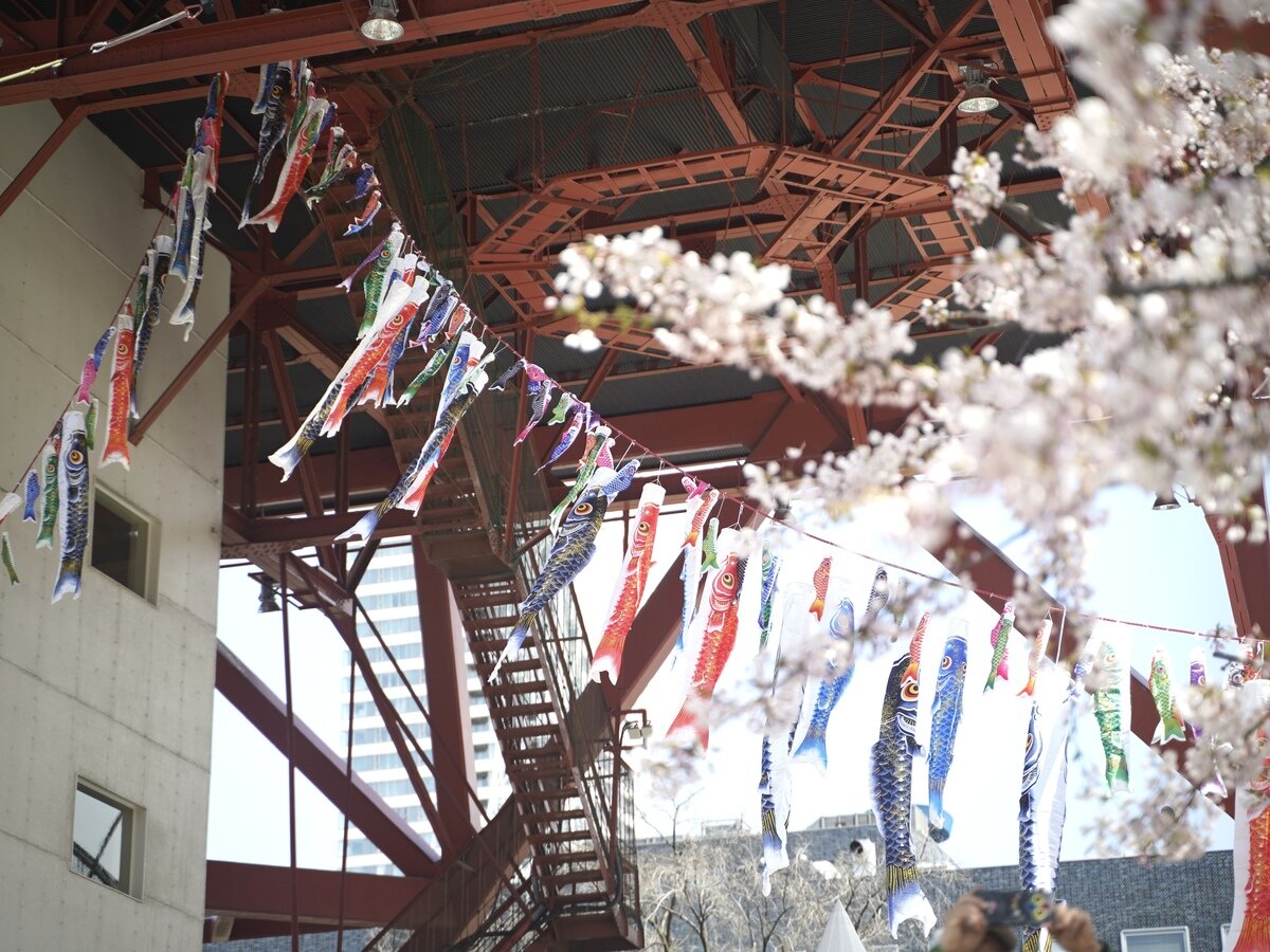 札幌桜③.jpg
