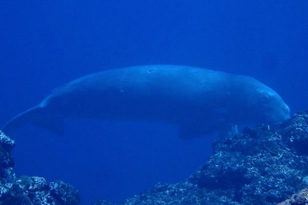 久米島近海ジュゴン撮影 台湾確認の個体と同一か 目撃者 「出合った衝撃で固まった」 沖縄