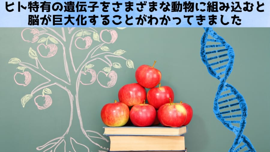 人類だけが“大脳3倍”になった理由を追え！