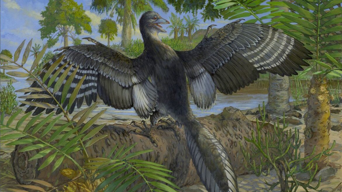 始祖鳥の飛行の秘密、希少な化石の分析で明らかに　研究者「驚きの連続」 - CNN.co.jp