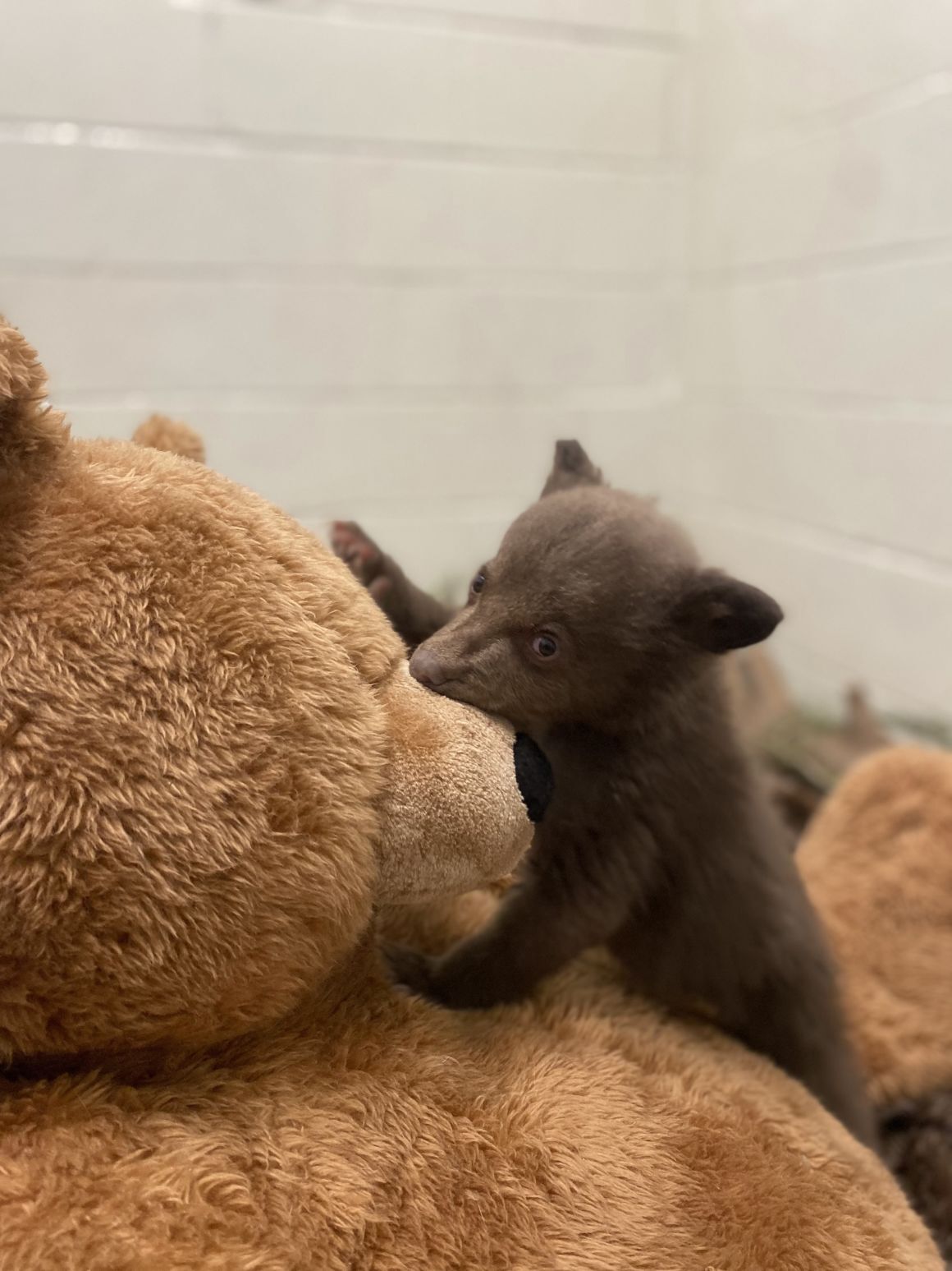 ぬいぐるみは子グマにとって安らぎの源となっている/Courtesy San Diego Humane Society