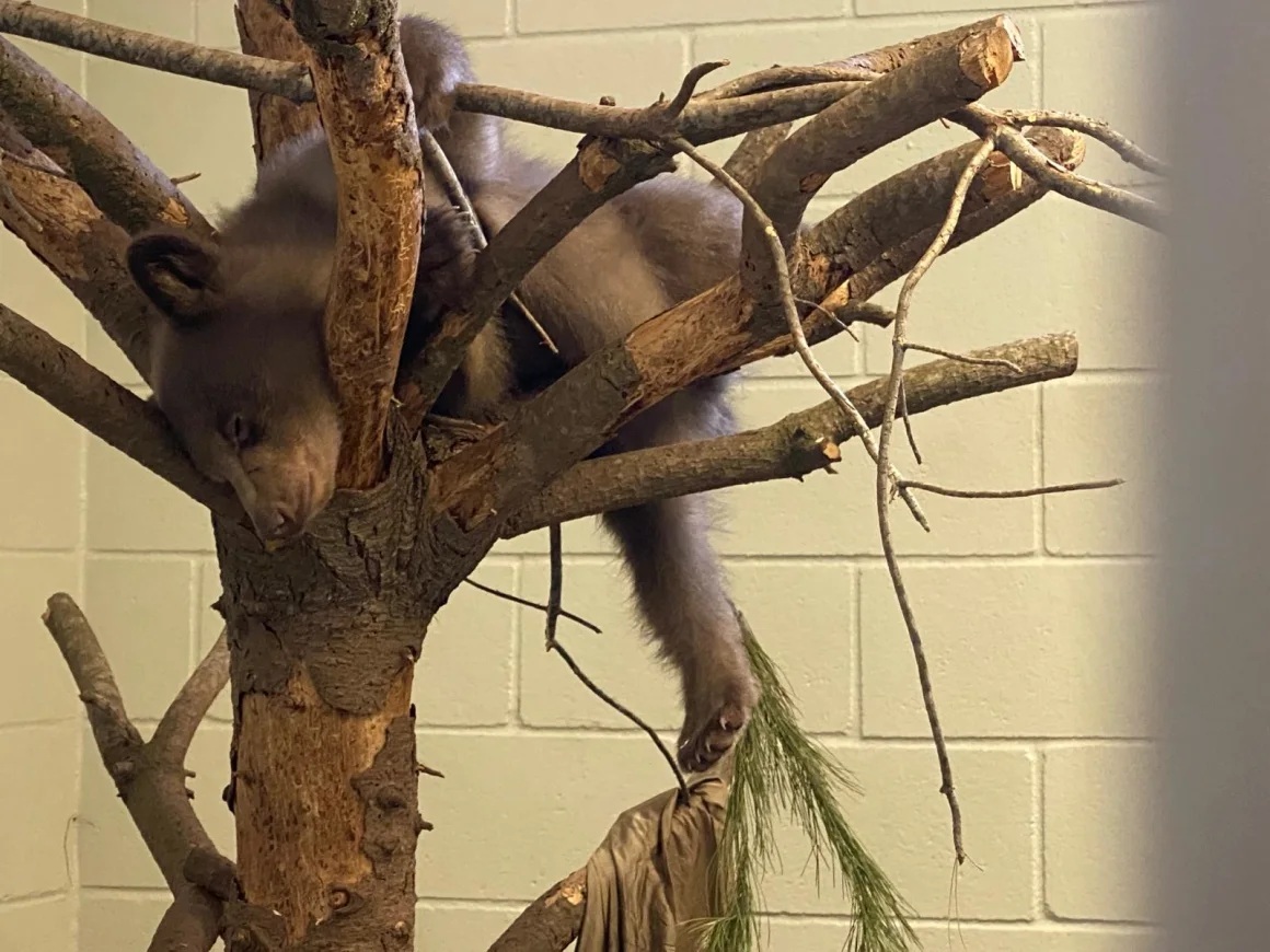 上った木の上で眠る子グマ/Courtesy San Diego Humane Society