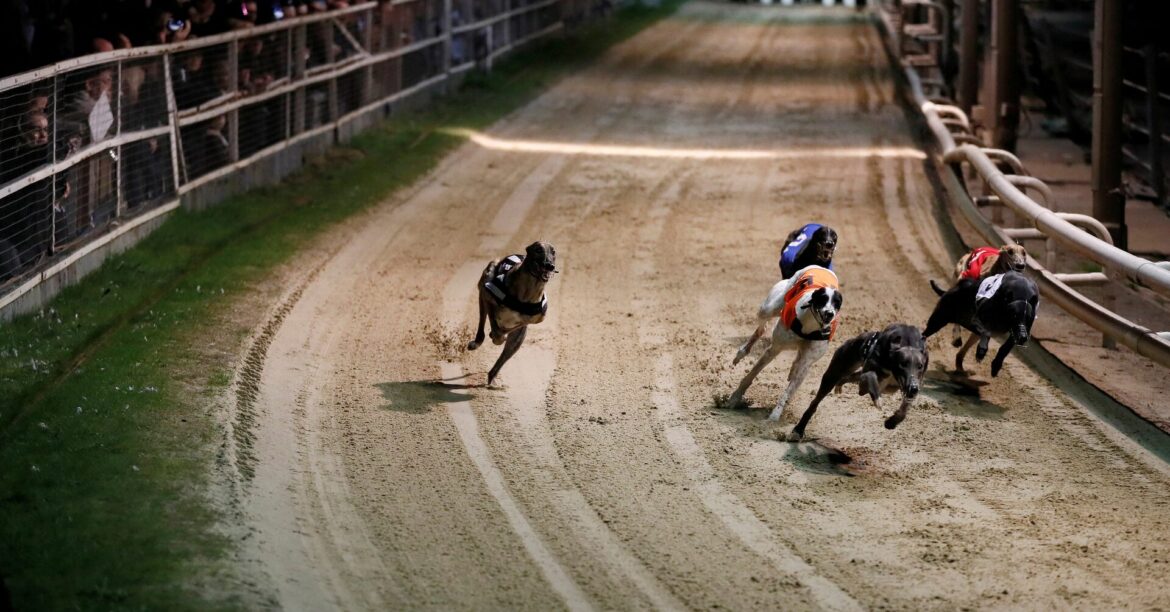 NZがドッグレース禁止 負傷率高く批判 来年末まで段階的に縮小 | ロイター NZがドッグレース禁止 負傷率高く批判 来年末まで段階的に縮小 | ロイター